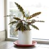 Round Plastic Planter Base Trays, 8-Pack of Terra Cotta Coloured Drainage Saucer, 30.5 cm Each