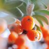 WELEDA Seabuckthorn 24h RollOn Deodorant 50ml