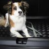 Boot Liner for Peugeot 208 (2012-2019) Tailored Fit Car Floor Mat Protector Guard Tray Black Custom Fitted Accessory - Dog Friendly & Waterproof