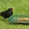 RSPB Mesh Wild Bird Ground Feeder, for many types of bird seed, peanuts, mealworms, sunflower and more, Reduces Mess, Helps to Keep the Food Dry,