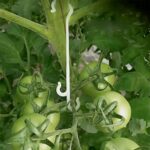 KINGLAKE 100Pcs 13CM Tomato Support J Hooks Tomato Plant Support Clips Garden Vegetable Clips to Prevent Tomatoes Fruit Cluster From Pinching or