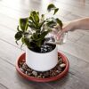 Round Plastic Planter Base Trays, 8-Pack of Terra Cotta Coloured Drainage Saucer, 30.5 cm Each