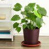Round Plastic Planter Base Trays, 8-Pack of Terra Cotta Coloured Drainage Saucer, 30.5 cm Each