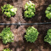 HOZELOCK - Universal Dripper Easy Drip : Micro Irrigation [7010 0000]
