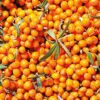 WELEDA Seabuckthorn 24h RollOn Deodorant 50ml