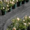 Pro-Tec Garden Products 125gsm Gold-Line EXTRA HEAVY DUTY 1m, 2m, 4m Wide Weed Control Fabric Landscape Ground Cover Membrane Barrier Sheet (GOLD