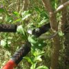 TABOR TOOLS GL16E Bypass Lopper, Tree Trimmer with ⌀ 3cm Cutting Capacity, Lopping Shears with Shock Guard Bumpers